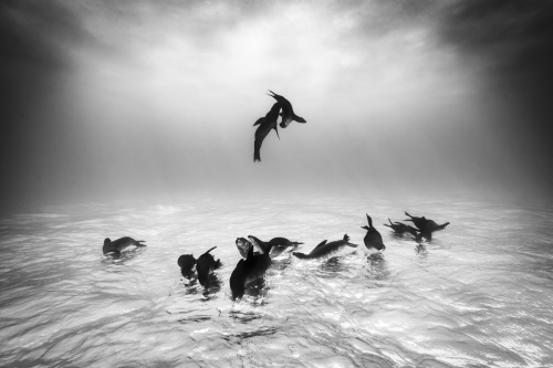 Sea lion dreams - Christian Vizl (Mexico)