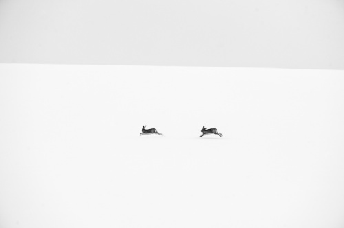 Winter hares - David Tipling (United Kingdom)
